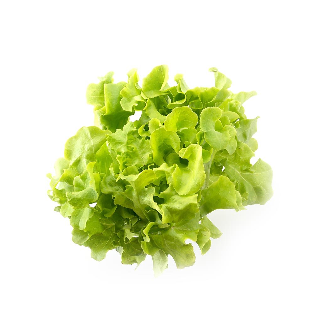 Lettuce